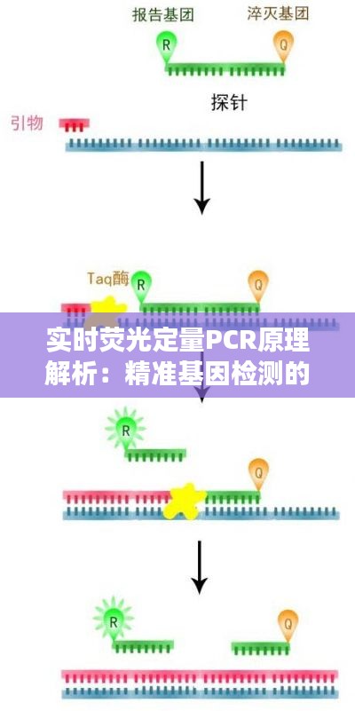 实时荧光定量PCR原理解析：精准基因检测的利器