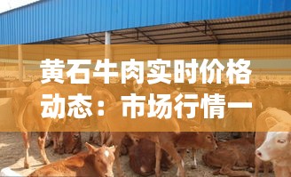 黄石牛肉实时价格动态：市场行情一览无余