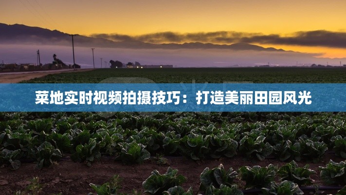 菜地实时视频拍摄技巧：打造美丽田园风光