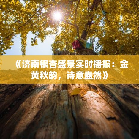 《济南银杏盛景实时播报：金黄秋韵，诗意盎然》