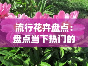 流行花卉盘点：盘点当下热门的美丽花种