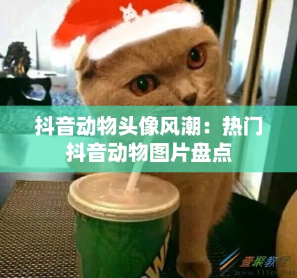 抖音动物头像风潮:热门抖音动物图片盘点