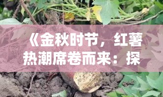 《金秋时节，红薯热潮席卷而来：探寻红薯的魅力与价值》
