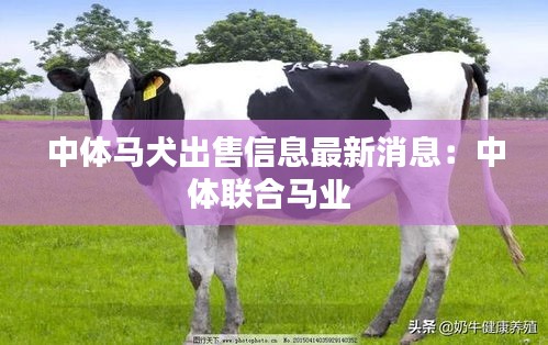 中体马犬出售信息最新消息：中体联合马业 