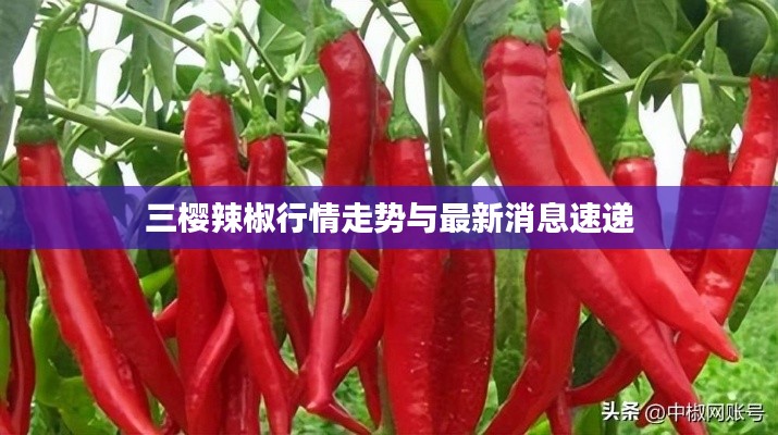 三樱辣椒行情走势与最新消息速递
