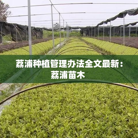 荔浦种植管理办法全文最新：荔浦苗木 