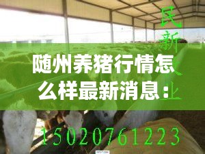 随州养猪行情怎么样最新消息：随州养牛场详细地址及牛犊年龄 