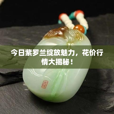 今日紫罗兰绽放魅力，花价行情大揭秘！