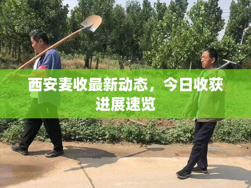 西安麦收最新动态，今日收获进展速览