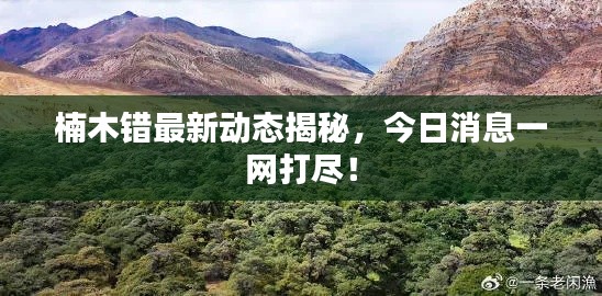 楠木错最新动态揭秘，今日消息一网打尽！