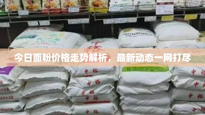 今日面粉价格走势解析，最新动态一网打尽