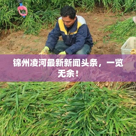 锦州凌河最新新闻头条，一览无余！