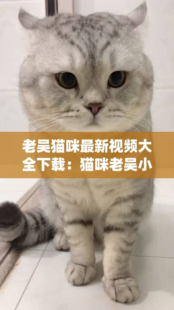 老吴猫咪最新视频大全下载：猫咪老吴小视频 