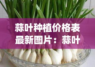 蒜叶种植价格表最新图片：蒜叶蒜苗 