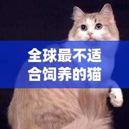 全球最不适合饲养的猫咪排行榜！这些猫品种上榜理由揭秘！