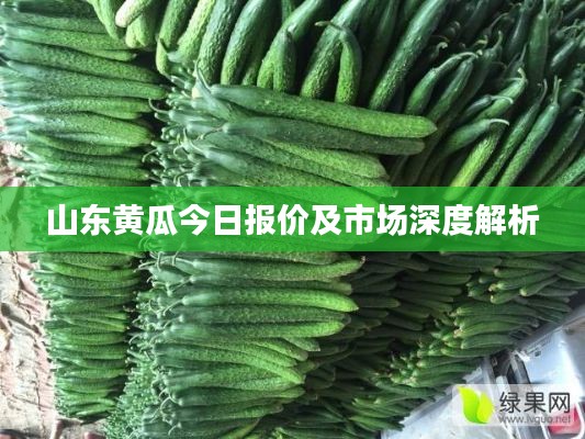 山东黄瓜今日报价及市场深度解析