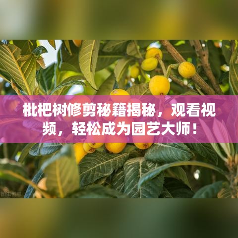 枇杷树修剪秘籍揭秘，观看视频，轻松成为园艺大师！