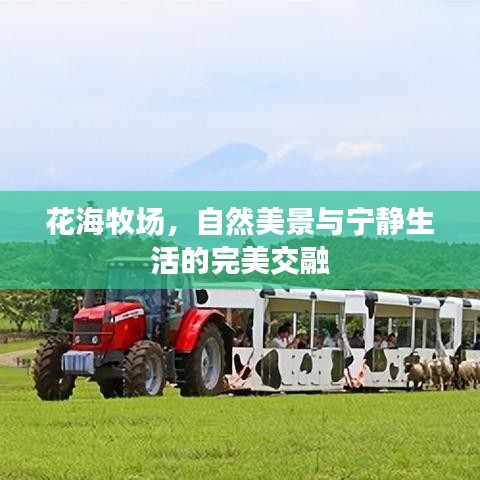 花海牧场，自然美景与宁静生活的完美交融