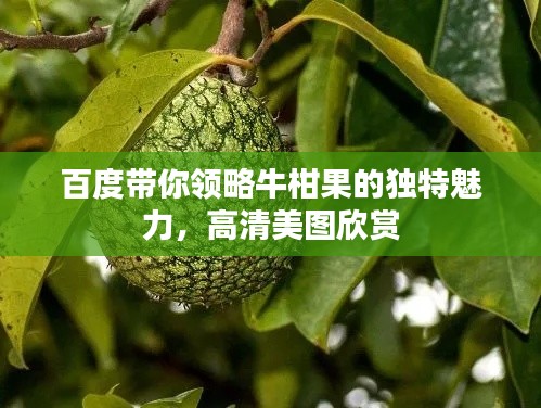 百度带你领略牛柑果的独特魅力，高清美图欣赏