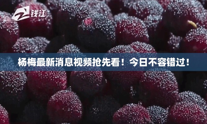杨梅最新消息视频抢先看！今日不容错过！