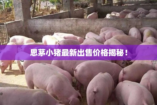 思茅小猪最新出售价格揭秘！