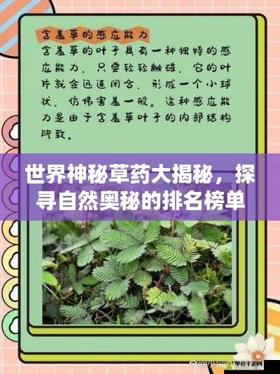 世界神秘草药大揭秘，探寻自然奥秘的排名榜单！