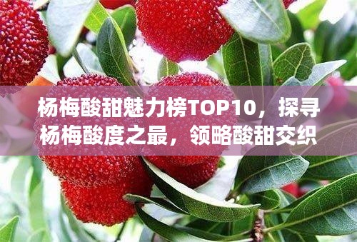 杨梅酸甜魅力榜TOP10，探寻杨梅酸度之最，领略酸甜交织的风味魅力！