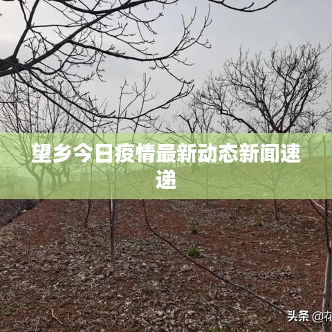 望乡今日疫情最新动态新闻速递