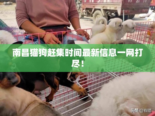 南昌猫狗赶集时间最新信息一网打尽！
