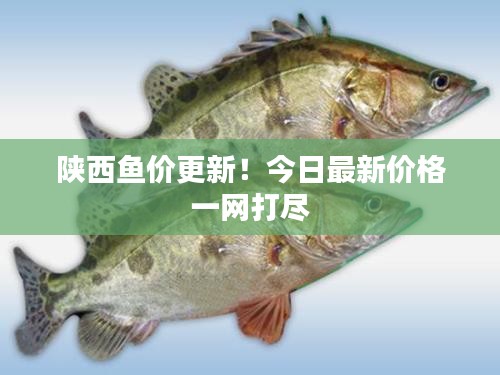 陕西鱼价更新！今日最新价格一网打尽