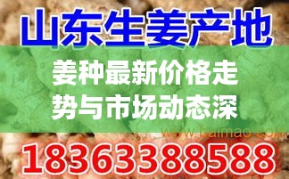 姜种最新价格走势与市场动态深度解析