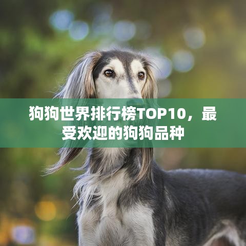 狗狗世界排行榜TOP10，最受欢迎的狗狗品种