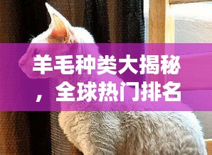 羊毛种类大揭秘，全球热门排名前十的羊毛品种解析