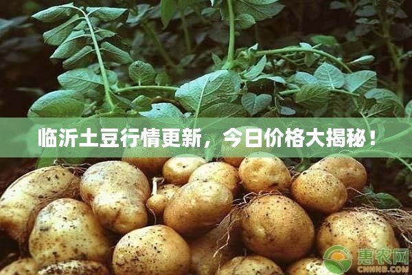 临沂土豆行情更新，今日价格大揭秘！