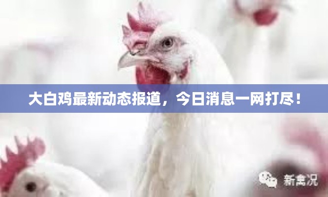 大白鸡最新动态报道，今日消息一网打尽！