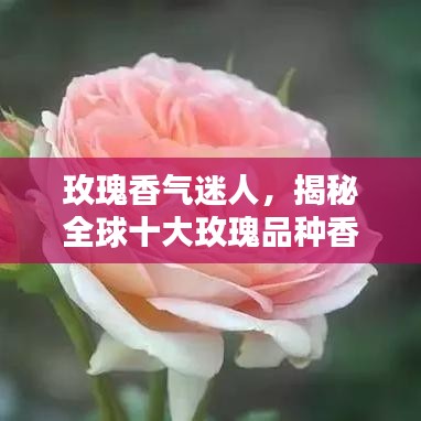 玫瑰香气迷人，揭秘全球十大玫瑰品种香气排名！