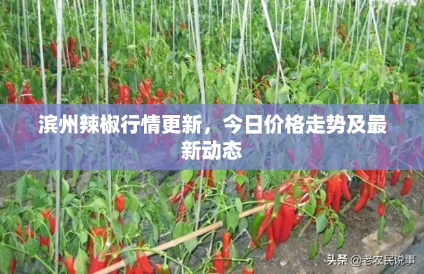 滨州辣椒行情更新，今日价格走势及最新动态