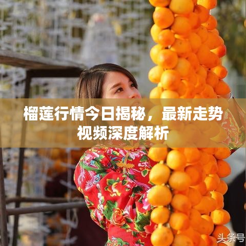 榴莲行情今日揭秘，最新走势视频深度解析