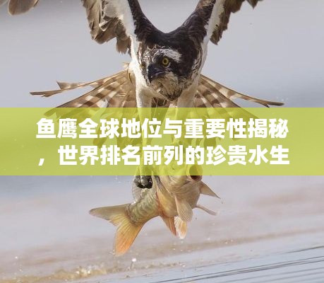 鱼鹰全球地位与重要性揭秘，世界排名前列的珍贵水生猛禽
