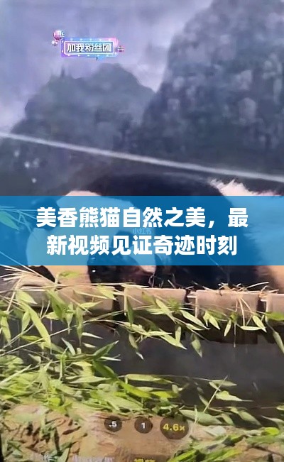 美香熊猫自然之美，最新视频见证奇迹时刻
