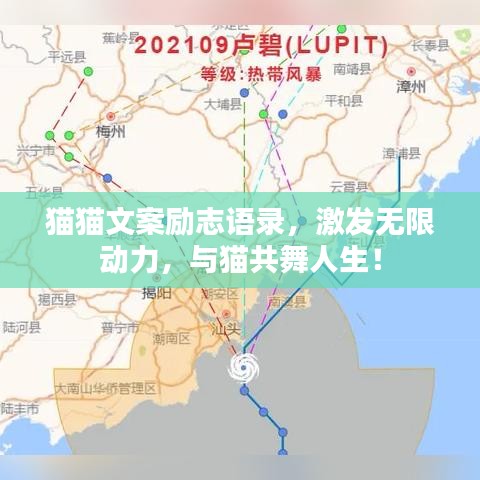 猫猫文案励志语录，激发无限动力，与猫共舞人生！