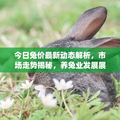 今日兔价最新动态解析，市场走势揭秘，养兔业发展展望视频