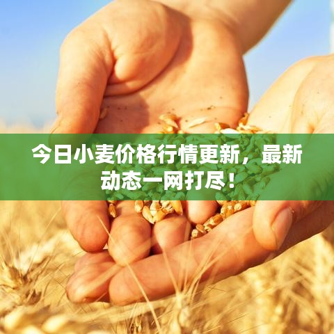 今日小麦价格行情更新，最新动态一网打尽！