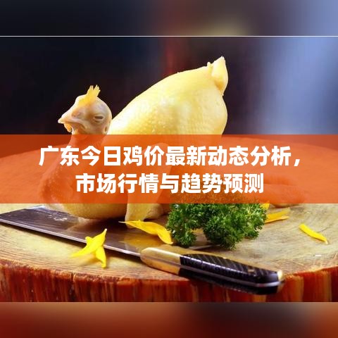 广东今日鸡价最新动态分析，市场行情与趋势预测