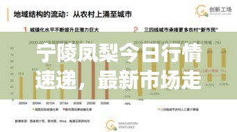 宁陵凤梨今日行情速递，最新市场走势大揭秘