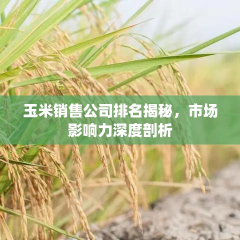 玉米销售公司排名揭秘，市场影响力深度剖析