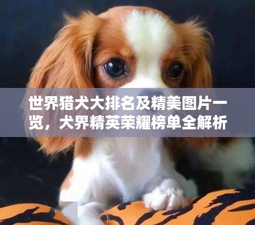 世界猎犬大排名及精美图片一览，犬界精英荣耀榜单全解析