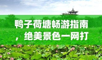 鸭子荷塘畅游指南，绝美景色一网打尽！
