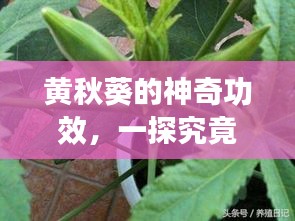 黄秋葵的神奇功效，一探究竟！百度带你深入了解其作用！