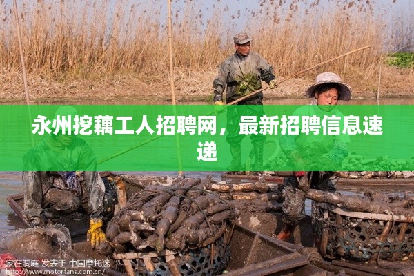 永州挖藕工人招聘网，最新招聘信息速递
